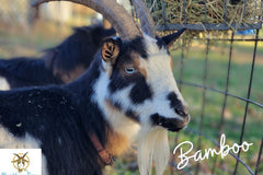 Goat Milk Lotion of the Month