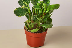 Beyond the plants themselves, the Premium House Plant Box includes valuable information to help you make the most of your new green companio