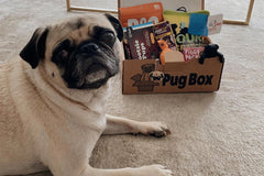 Pug Box