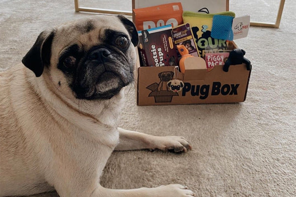 Pug Box - Cratejoy