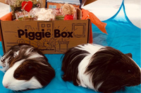 Piggie Box