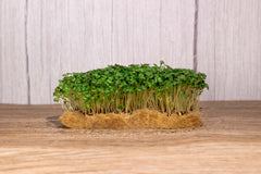A hemp mat sits on a wooden table with green mustard microgreens growing out of it. They are tall and healthy looking.