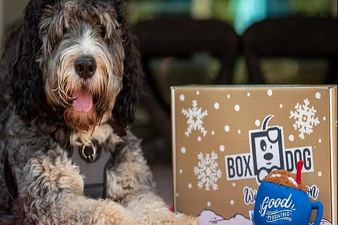 BoxDog - Monthly Dog Subscription Box with 100% Handmade Treats & 2 Dog Toys: Medium Dog 21-50lb