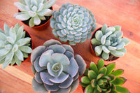 Monthly Succulents by Succy Crafts