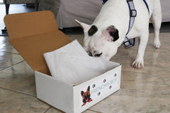Frenchie Box