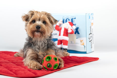 BoxCat Giant Seasonal Cat Subscription Box