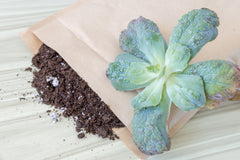 Unique Succulent Subscription For Plant Lovers 🪴