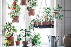 Plant of the Month