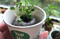You Plant We Plant Trees, Grow Trees and We'll Plant 30 More