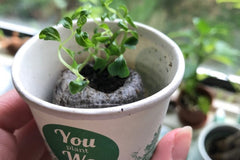 You Plant We Plant Trees, Grow Trees and We'll Plant 30 More