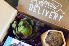 DIY Succulent Kit by Soleil Succulents