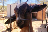Goat milk soap subscription box