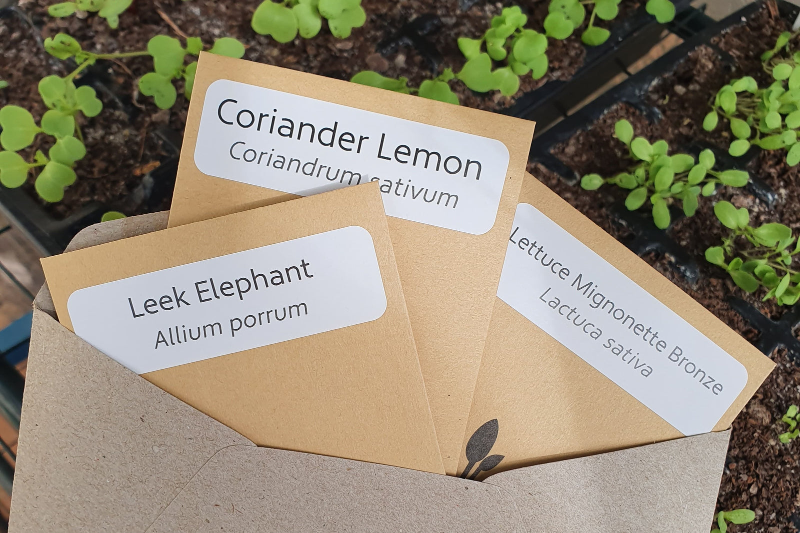plant seed subscription Monthly Seed Subscription