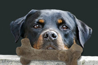 Peculiar Pet Holiday Box - Dog