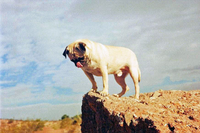 This authentic photograph is of Vinny the Pug atop that boulder in Papago Park in Tempe, Arizona near Lizard Trail. 