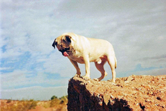 This authentic photograph is of Vinny the Pug atop that boulder in Papago Park in Tempe, Arizona near Lizard Trail. 