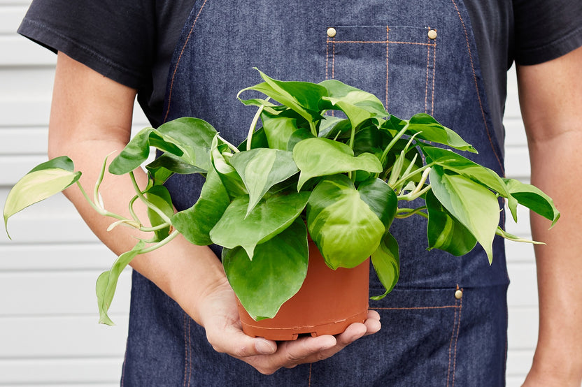 a delightful selection of two high-quality 6" house plants, specially chosen to enhance your living space and elevate your indoor gardening 