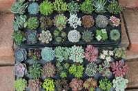 Succulents of the Month