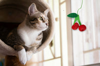 Peculiar Pet Holiday Box - Cat