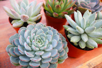 Monthly Succulents by Succy Crafts
