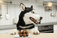 Recieve a variety of dog treats every month to your doorstep for you and your furbaby to enjoy. Explore what your pup loves! 