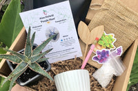 Succulent & Cacti Box - Planting Kit with Goodies!