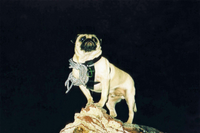 Vinny the Pug atop Faux Mt. Sedona. This authentic photograph is of Vinny the Pug atop a boulder in Sedona, Arizona. 