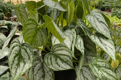Connect with fellow subscribers through online forums, share your plant journey, and exchange valuable insights. It's a chance to learn, gro