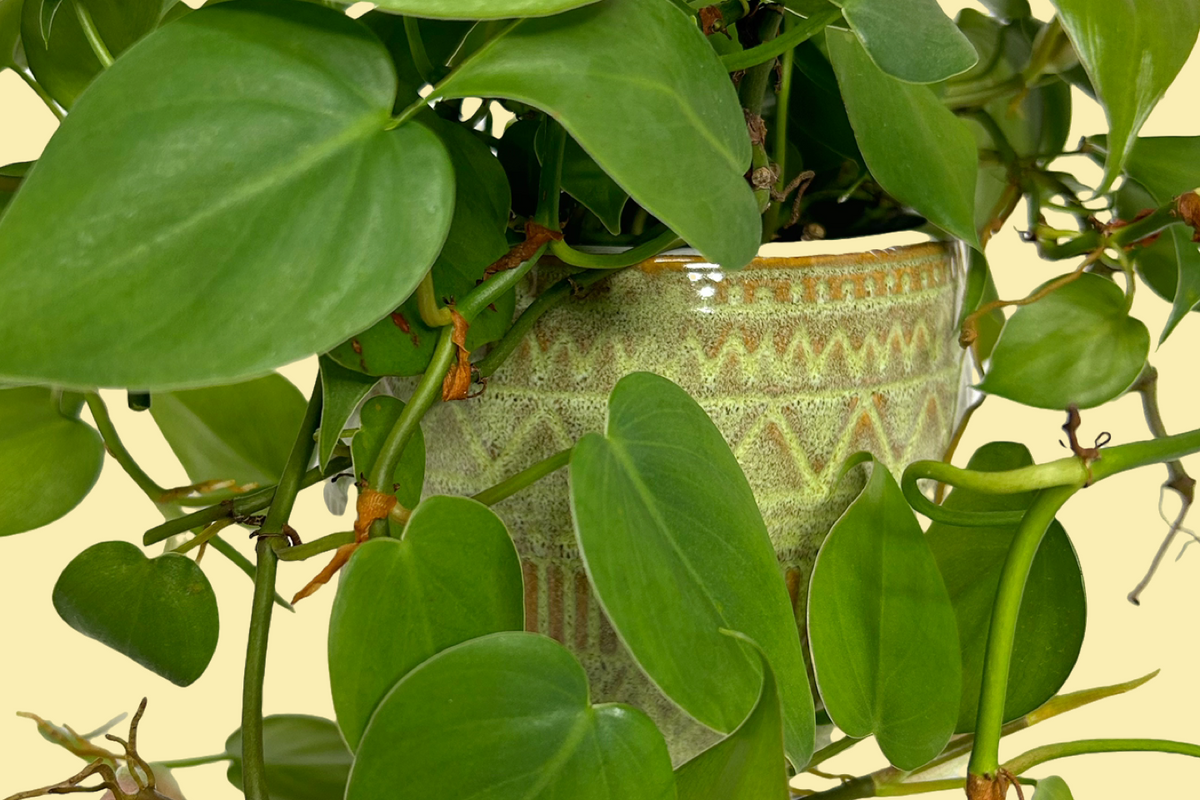 Image of Heartleaf Philodendron