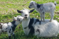 White and black mother goat laying on the ground while her two babies climb all over the top of her.