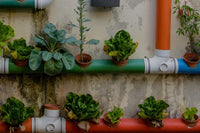 🪴Urban Organic Gardener's Monthly Seed Club 🌱 BASIC plan