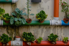 🪴Urban Organic Gardener's Monthly Seed Club 🌱 BASIC plan