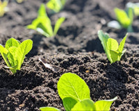 The Patio Farmer Box