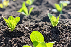 The Patio Farmer Box contains 5-7 items each month including 2-3 packets of organic seeds, plus tools to help you grow your own food! 