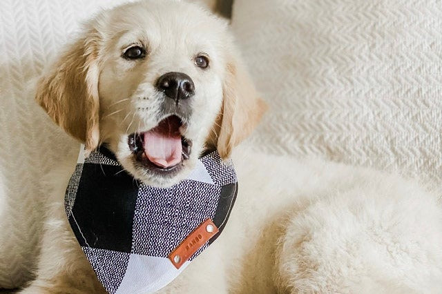 Pet Bandanas, Personalized,  Each Month with Unique, Seasonal Themes