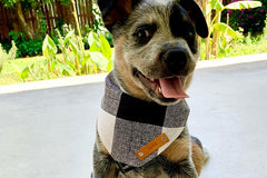 Pet Bandanas, Personalized,  Each Month with Unique, Seasonal Themes