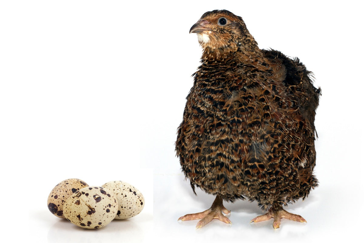 24 Fresh Quail Eggs