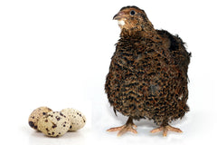 24 Fresh Quail Eggs