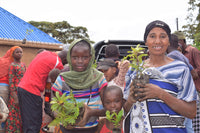 You Plant We Plant Trees, Grow Trees and We'll Plant 30 More