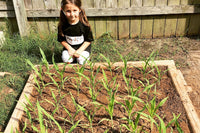 Watching the progress of corn growth in a small square, home garden, Austin Texas, photo credit to Stephanie Facey
