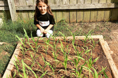 Watching the progress of corn growth in a small square, home garden, Austin Texas, photo credit to Stephanie Facey