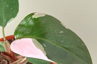 To complement the intrigue of these rare plants, the Rare House Plant Box Listing often includes detailed information about the history, car