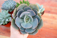 Monthly Succulents by Succy Crafts