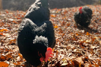 Monthly Surprise Chicken Hatching Egg Subscription