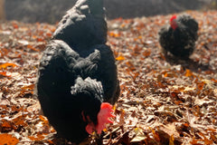 Monthly Surprise Chicken Hatching Egg Subscription