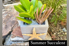 DIY Seasonal Succulent Kits