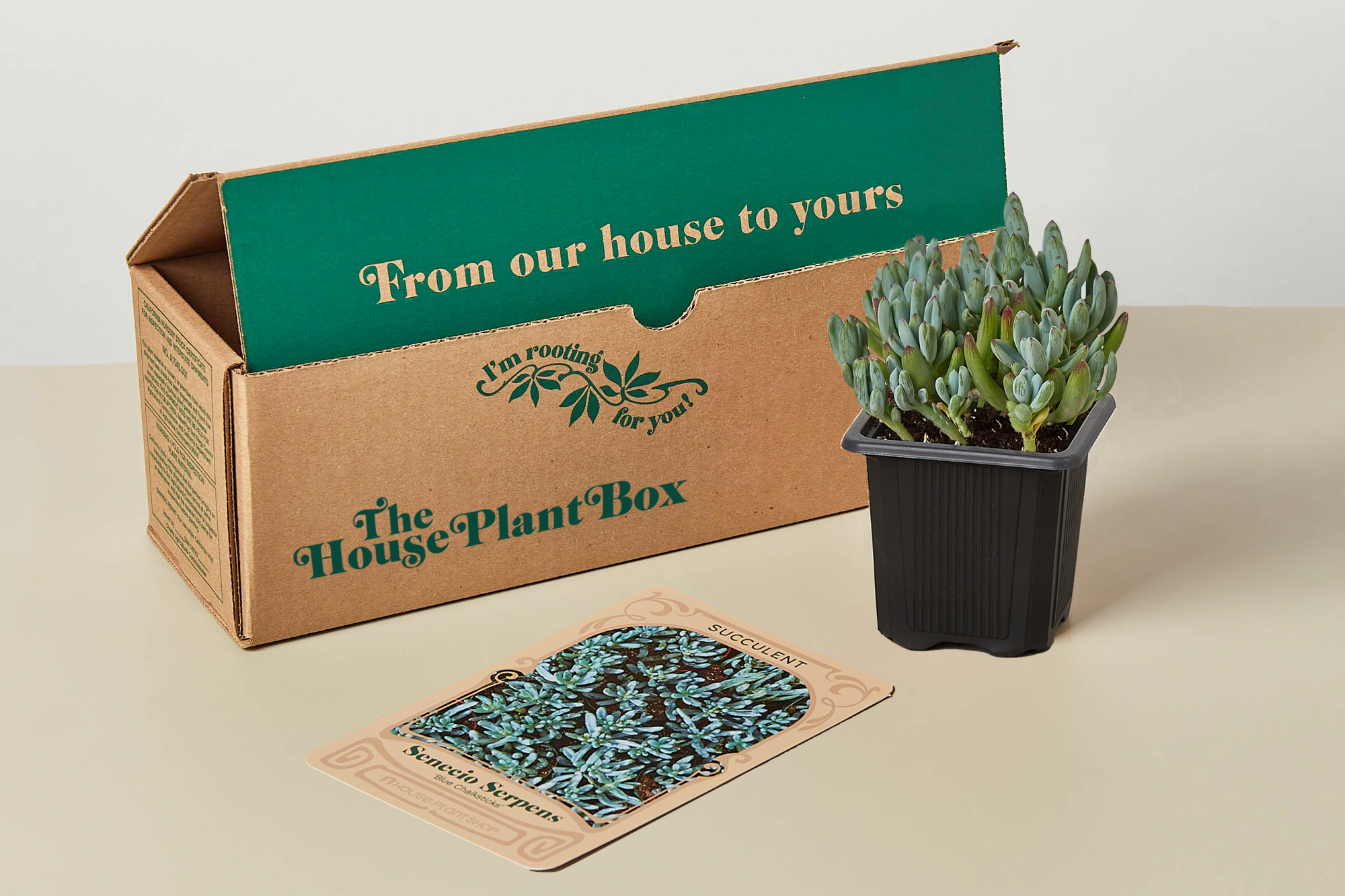 succulent crate Succulent Box