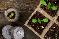 🪴Urban Organic Gardener's Monthly Seed Club 🌱 BASIC plan