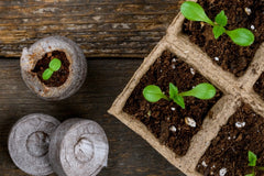 🪴Urban Organic Gardener's Monthly Seed Club 🌱 BASIC plan