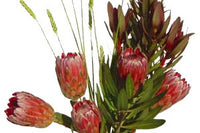 The Fresh Cut Flower of the Month Club
